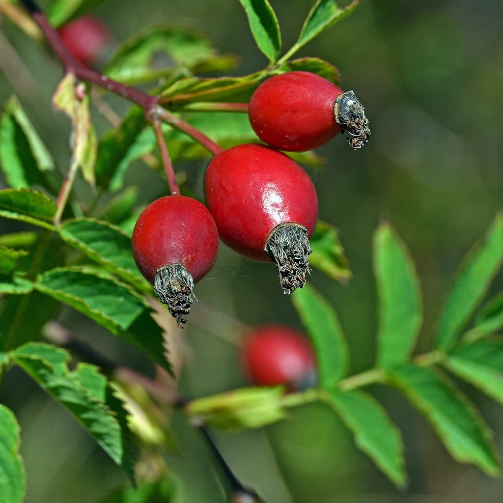 Hundsrose Frucht