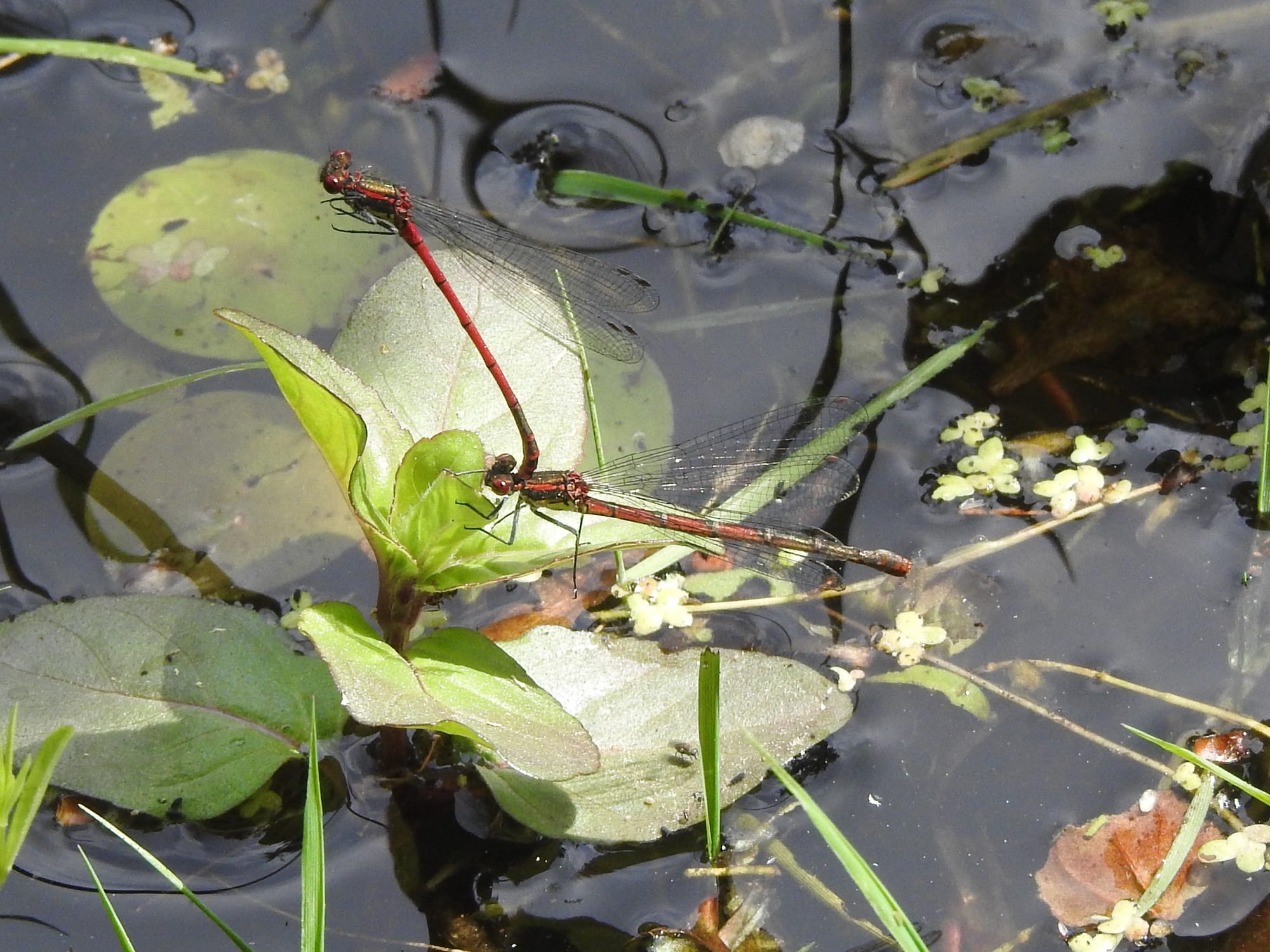 Frühe Adonislibelle auf Seerose