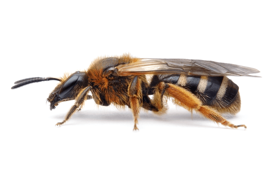 Lasioglossum Xanthopus