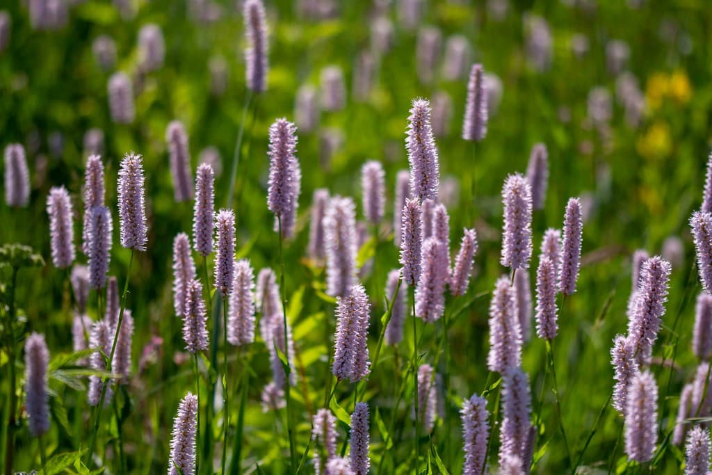 Schlangen-Knöterich blühend in violetten Blütenkerzen