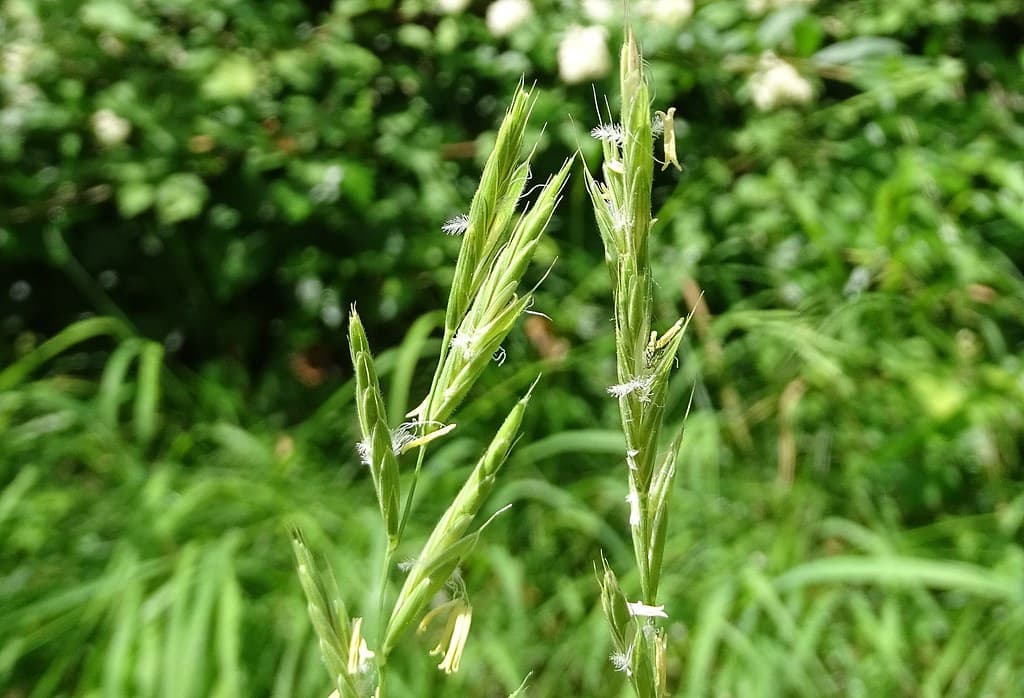 Fieder-Zwenke mit reifen Ährchen im Sommerhabitat