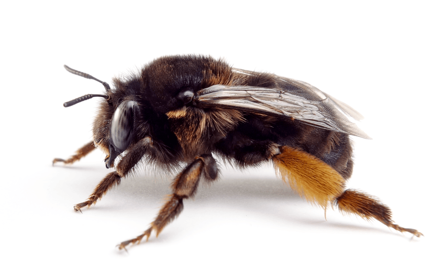 Anthophora Retusa