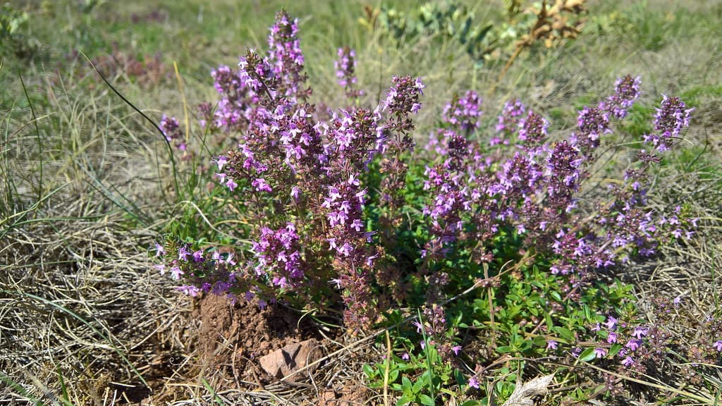 Arznei-Thymian in voller Blüte mit violetten Blütenständen