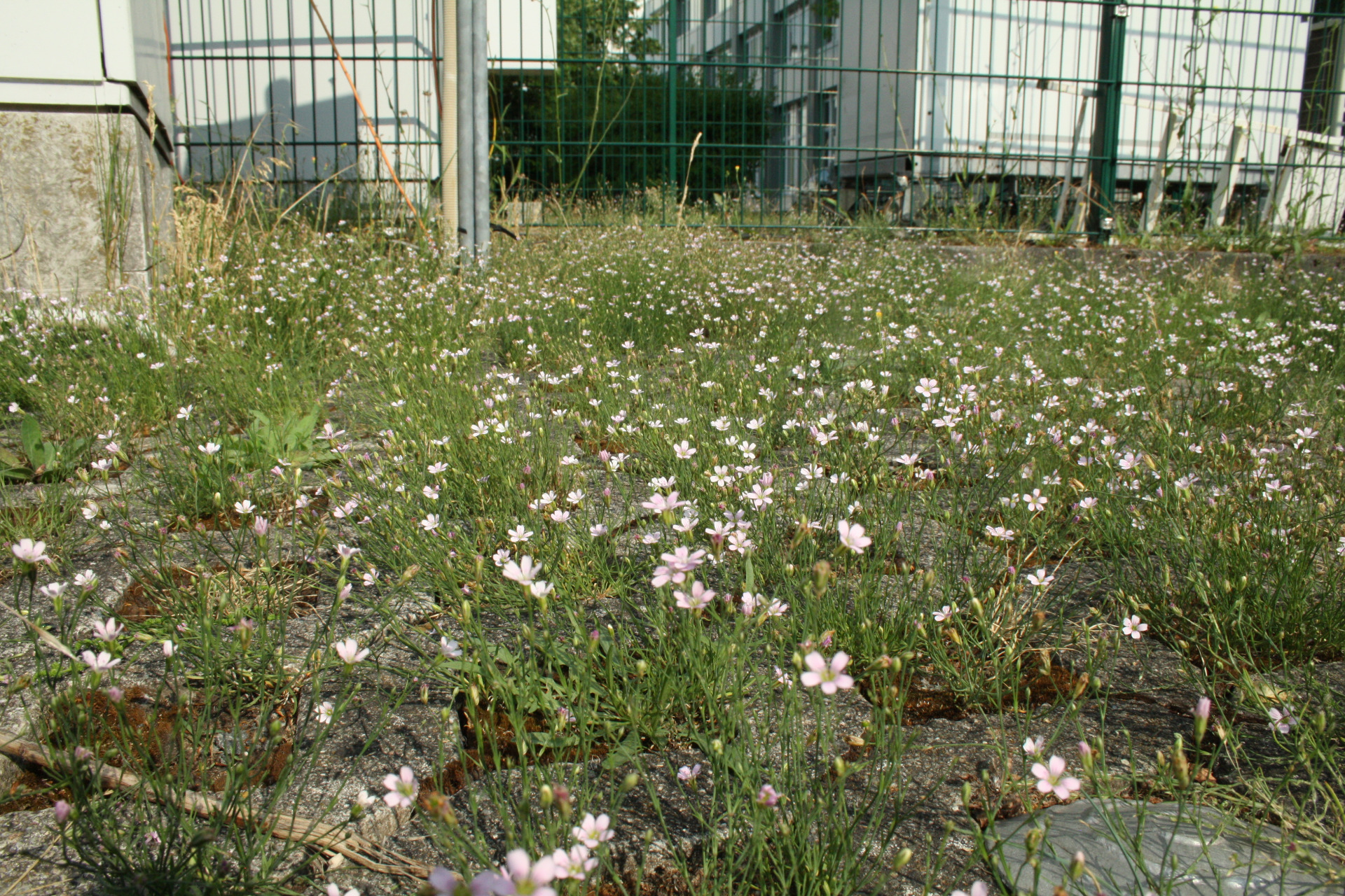 Fugenvegetation
