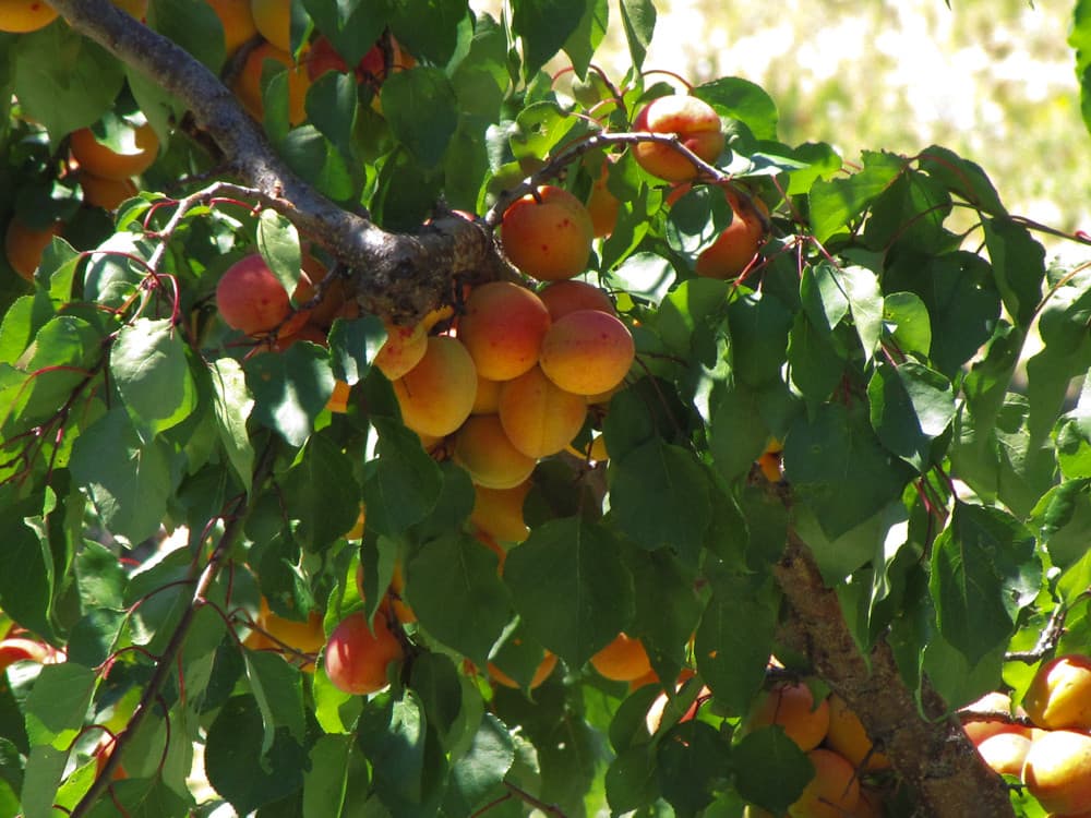 Aprikosen am Baum – reife Früchte in Gelb und Rot
