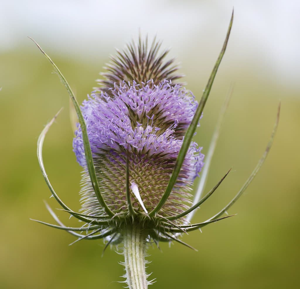 Wilde Karde Bluete