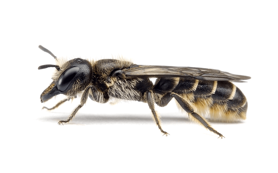 Chelostoma Florisomne