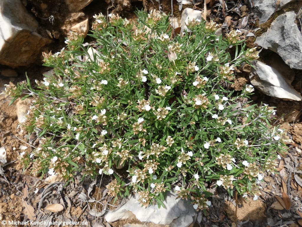 Berg-Gamander in voller Blüte mit weißen Blüten