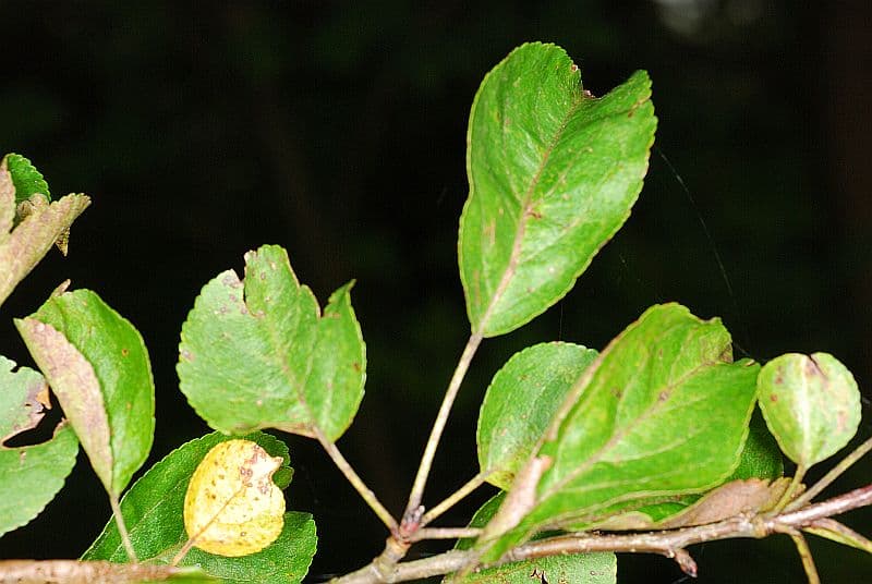 Holzapfel Blatt