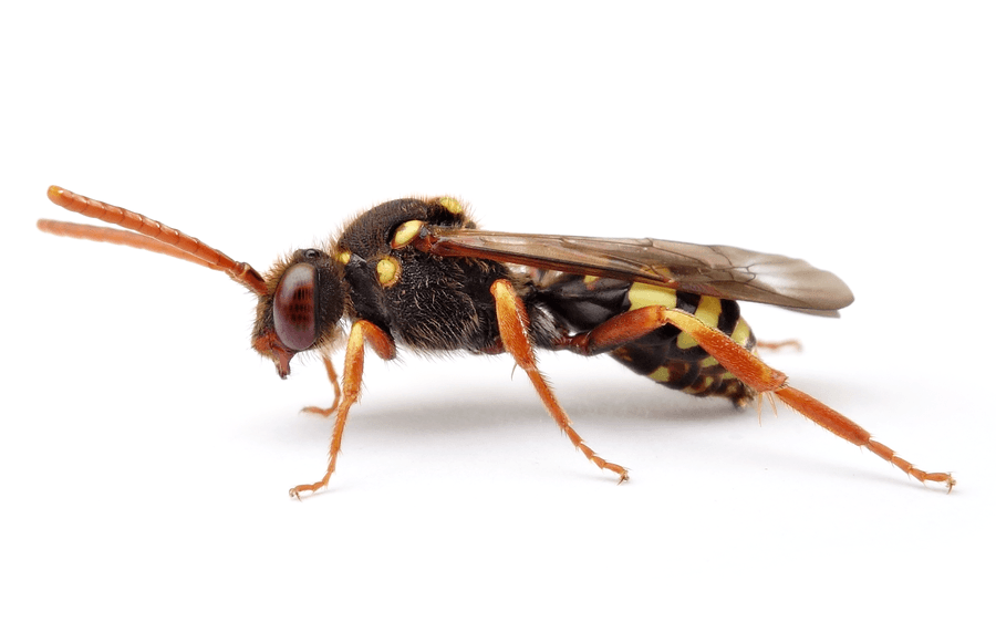 Nomada Fulvicornis